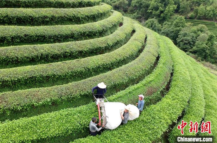 散装茶叶批发